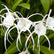 Spider Lilly