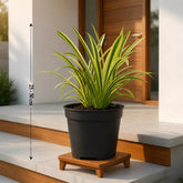 variegated spider lily plant online