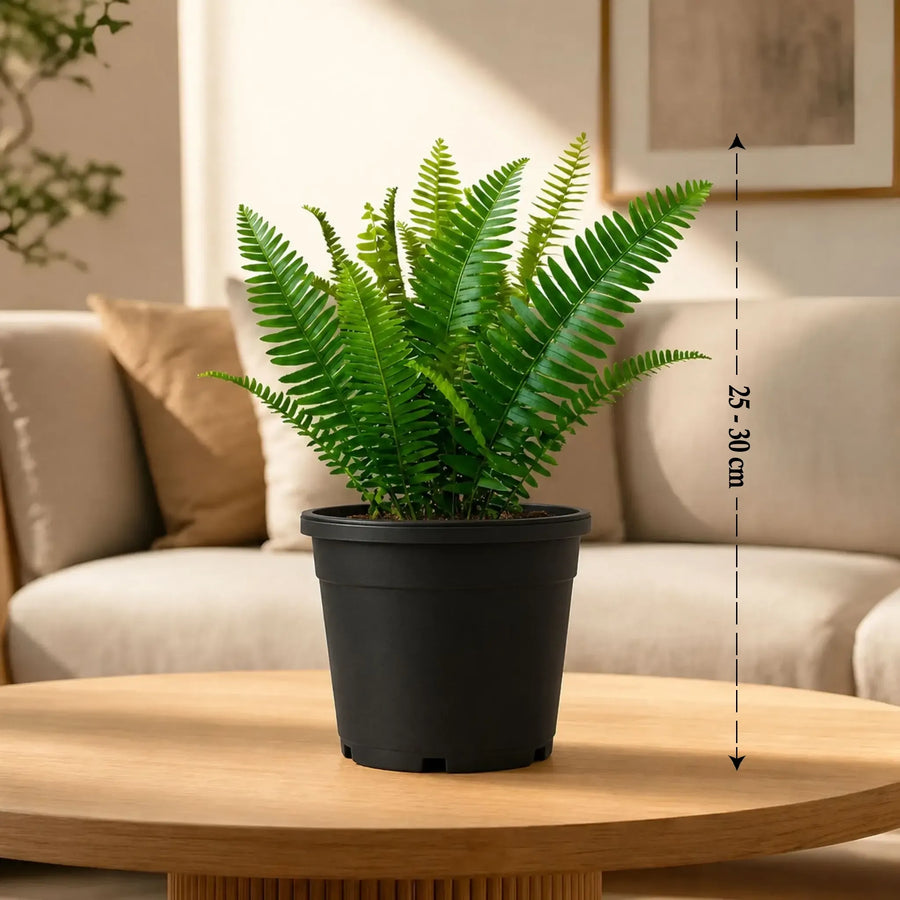 Western sword fern