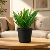 Fern Varieties