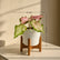 Syngonium Pink