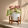 Syngonium Pink