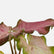 Syngonium Pink