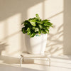 Syngonium Pixie