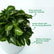 Syngonium Pixie