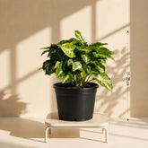 Syngonium Pixie