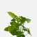 Syngonium Podophyllum