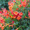Tecoma Stans Red