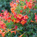 Tecoma Stans Red