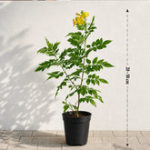 tecoma yellow plant