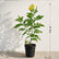 tecoma yellow plant