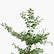 Terminalia