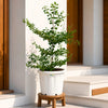 Terminalia