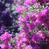 Texas Sage