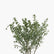 Texas Sage