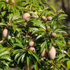Thai Sapota