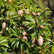 Thai Sapota
