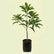 Thai Sapota