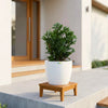 Thai Cypress