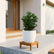 Thai Cypress