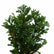 Thai Cypress