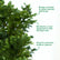 Thai Cypress