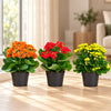 Kalanchoe Varieties Combo