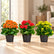 Kalanchoe Varieties Combo