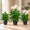 Peace Lily Combo