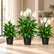 Peace Lily Combo
