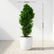 Thuja