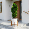 Thuja