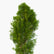 Thuja