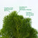 Thuja