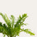 Tree Fern