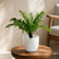 Tree Fern