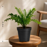 tree fern plant online