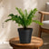 tree fern plant online