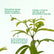 Umbrella Plant