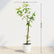 Umbrella Plant