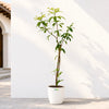 Umbrella Plant