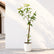 Umbrella Plant