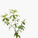 Umbrella Plant