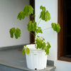 Umbrella Tree