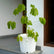 Umbrella Tree