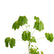 Umbrella Tree