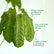 Umbrella Tree