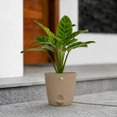 Calathea Zebrina