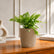 Fern