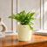 Fern